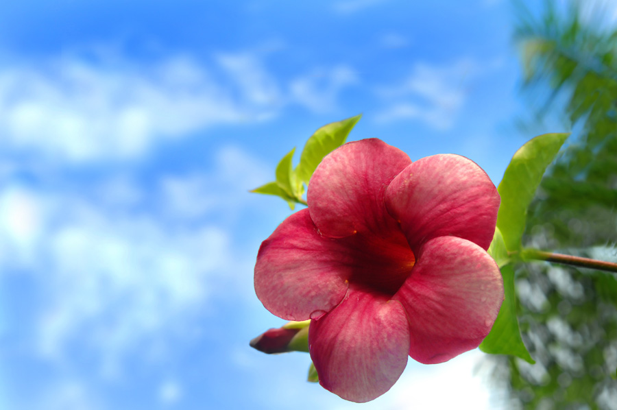 why Invest in Mauritius